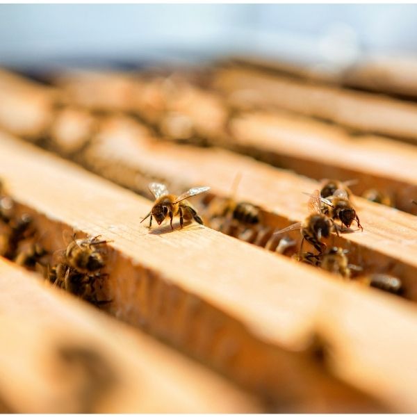 La investigación de las abejas de Guerlain.