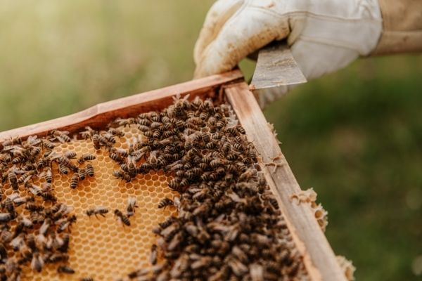 La investigación de las abejas de Guerlain. (Bianca Ackermann para Unsplash).