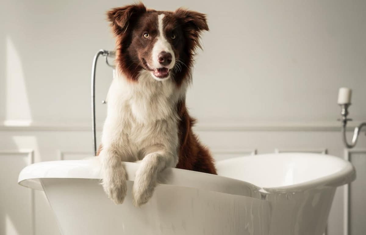 Bañar a tus mascotas en invierno